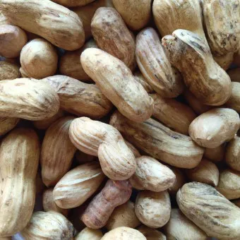 땅콩 효능 칼로리 권장섭취량_24