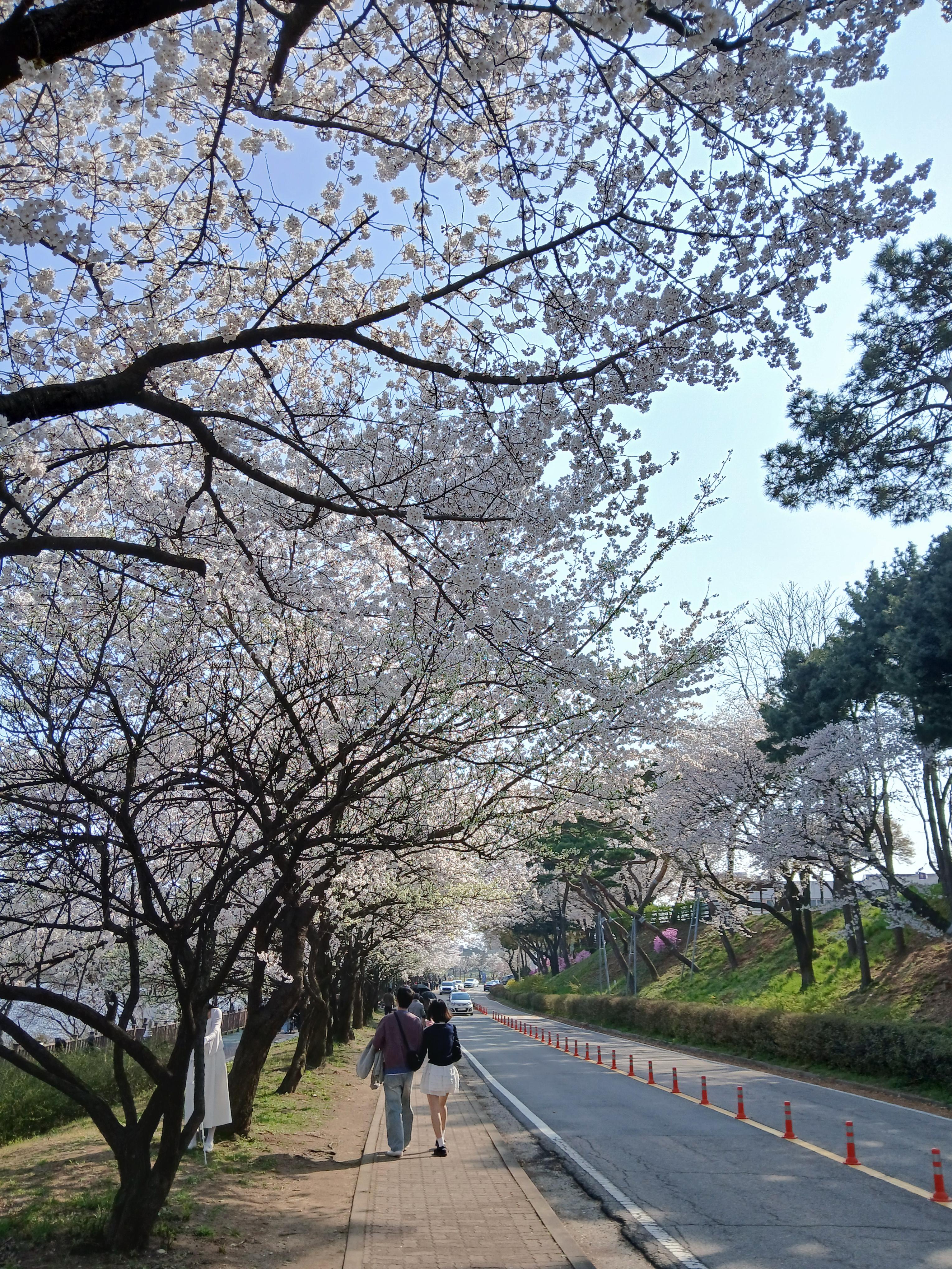 서호공원 외곽 벚꽃 산책로