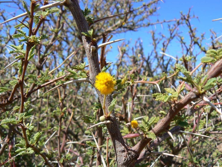 싯딤나무 가시 사진
