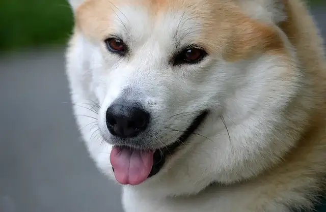 반려동물 등록 마감일