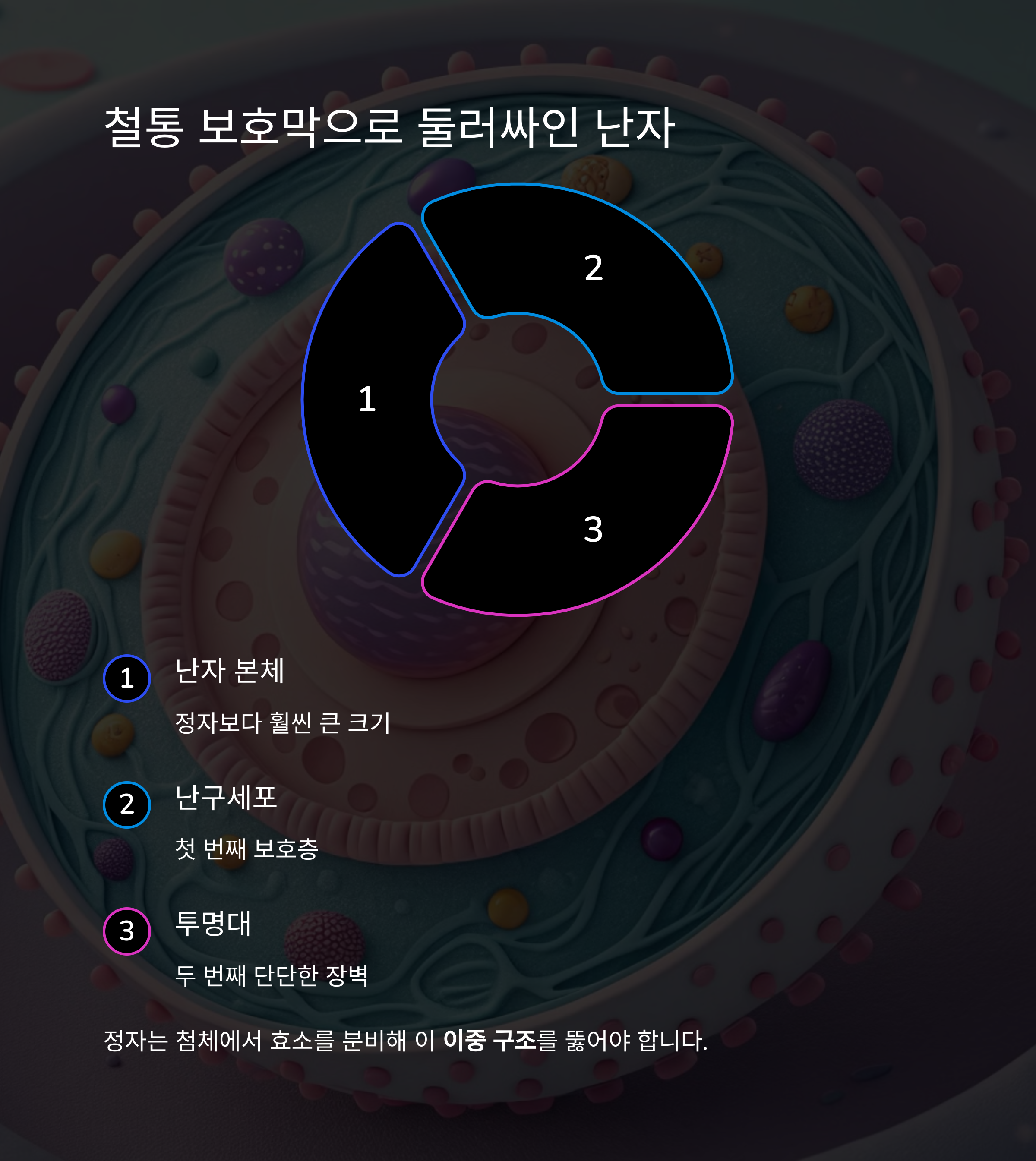 한 명만 살아남는다! 난자와 정자의 극한 여정-인포그래픽3