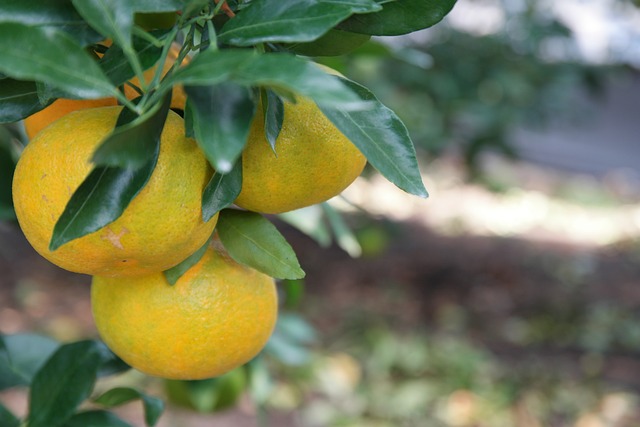 한라봉 천혜향 레드향 효능과 특징 차이점