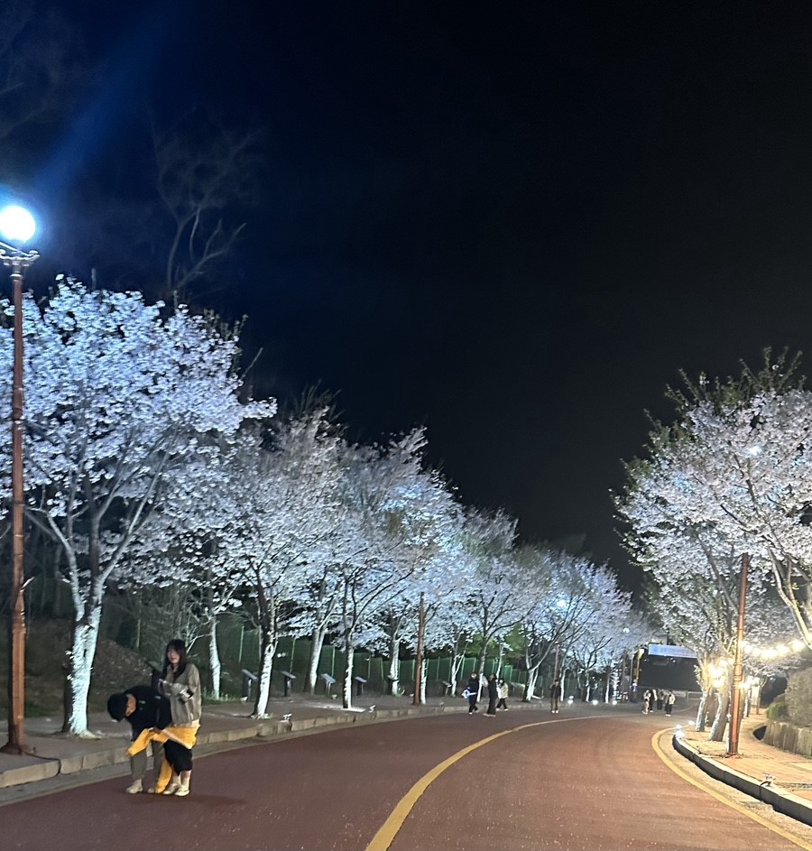 경기도 소요산 야간개장 벚꽃 축제 
