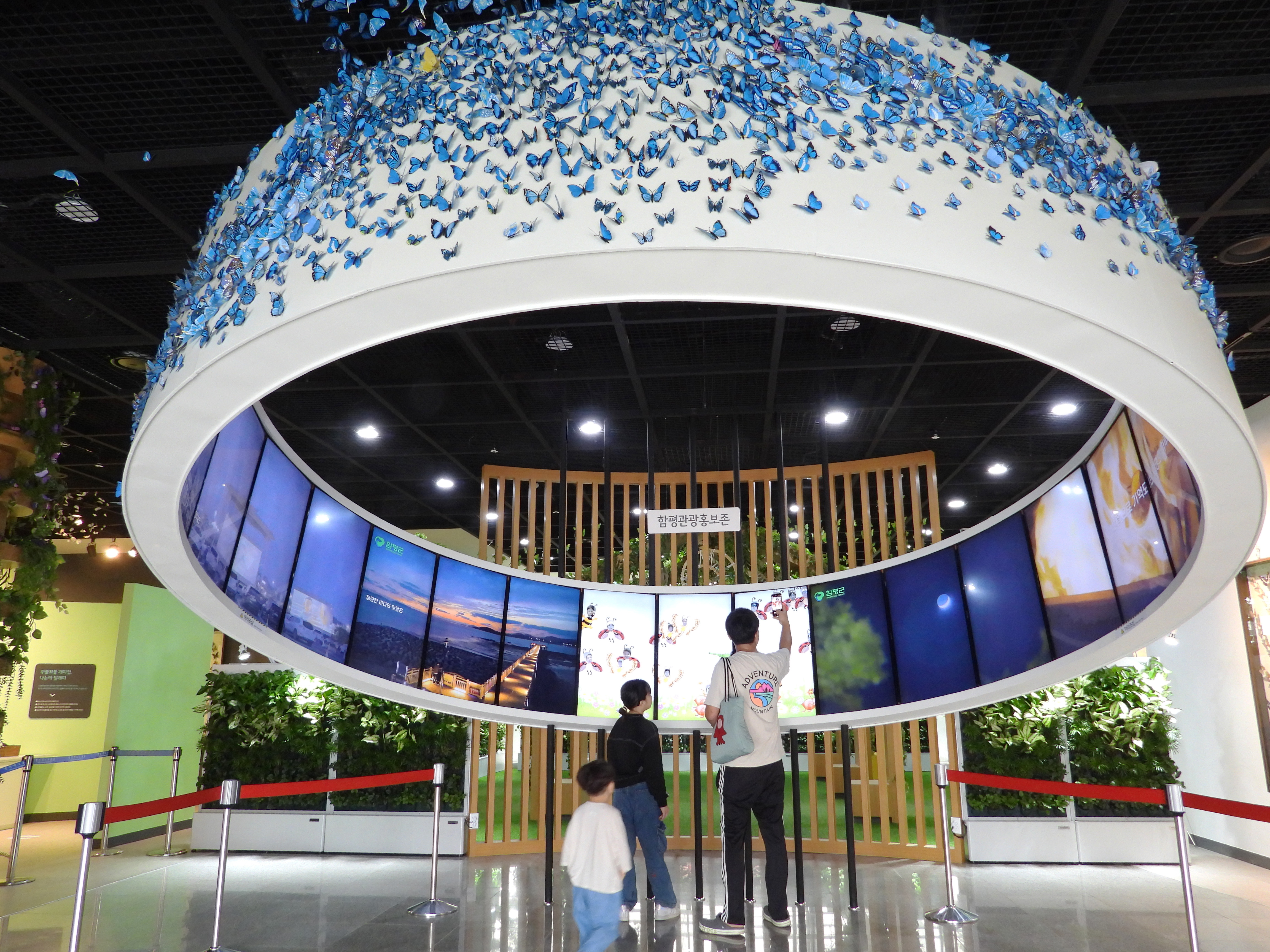 함평 나비대축제