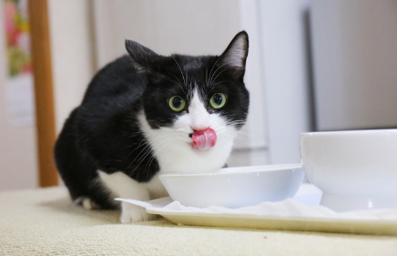 물을 마시고 있는 벌 고양이.