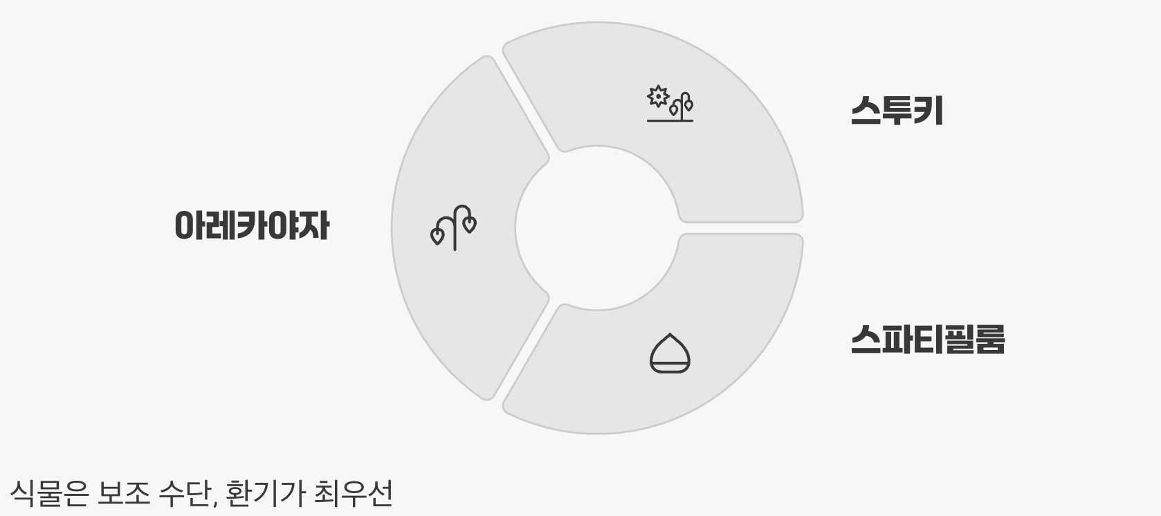 공기정화식물, 똑똑하게 활용하는 법