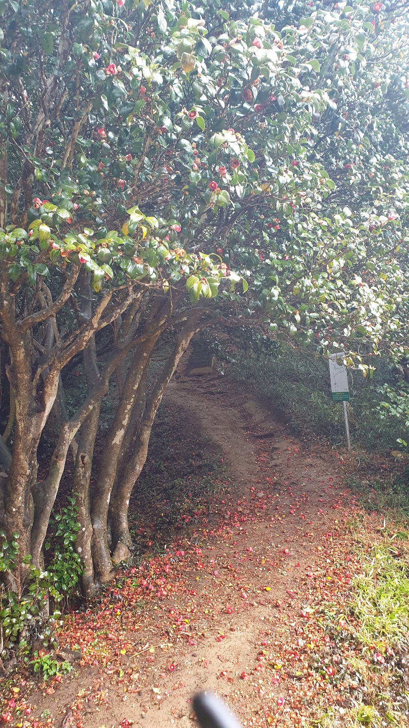 옥룡사지 동백2