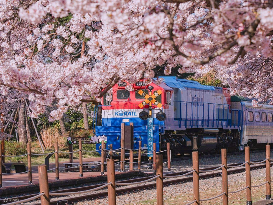 진해 군항제, 나 가야 할까? 2025 벚꽃 개화 시기 &amp; 추천 일정