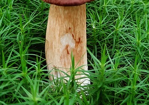 송이버섯 채취시기