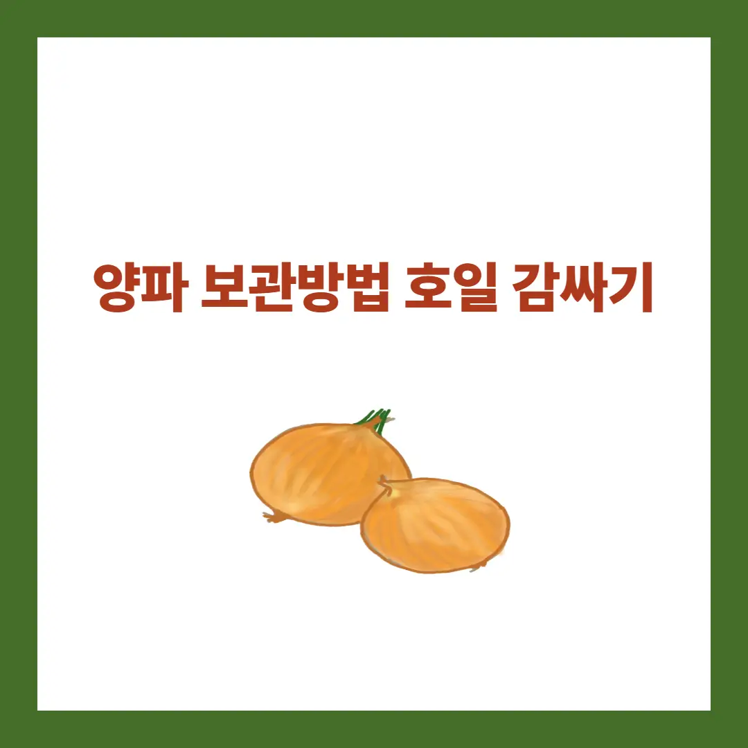 양파 보관