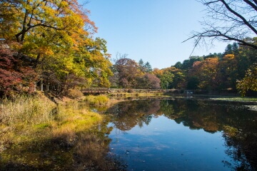 서울 도시숲의 숨은 건강 기능 : 곰팡이 다양성이 알레르기를 낮춘다