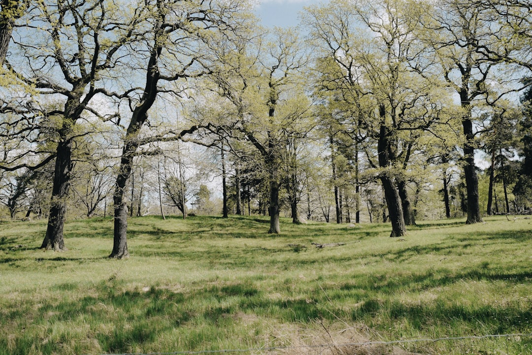 Mapleland