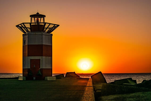 비타민-D-논문으로-확인