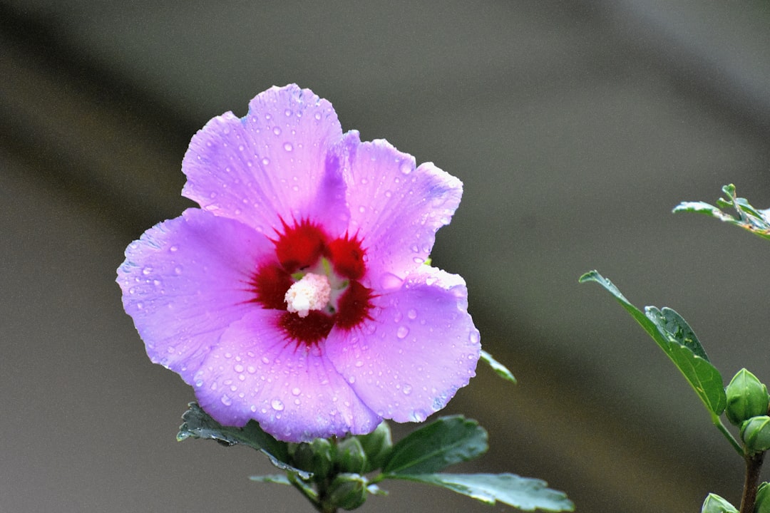Hibiscus