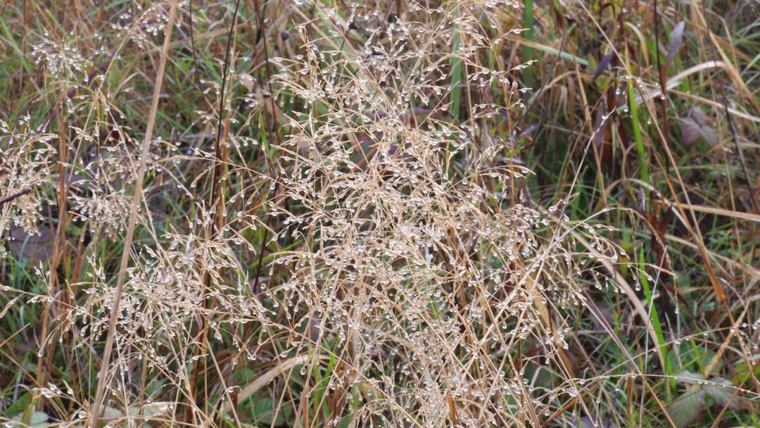 Buckwheat
