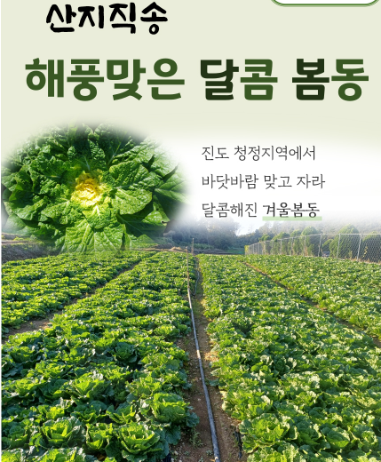 6시내고향 봄동 가격 및 구매방법