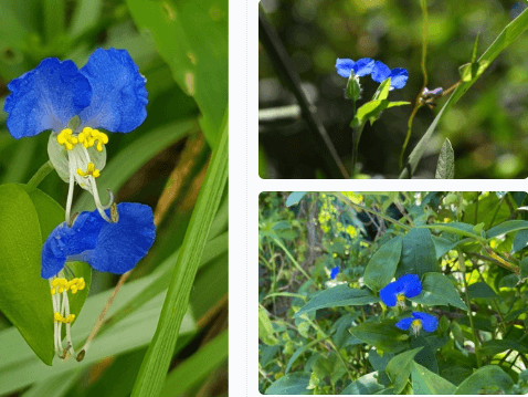 닭의장풍 달개비