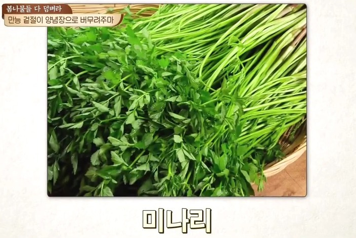 봄 제철 나물