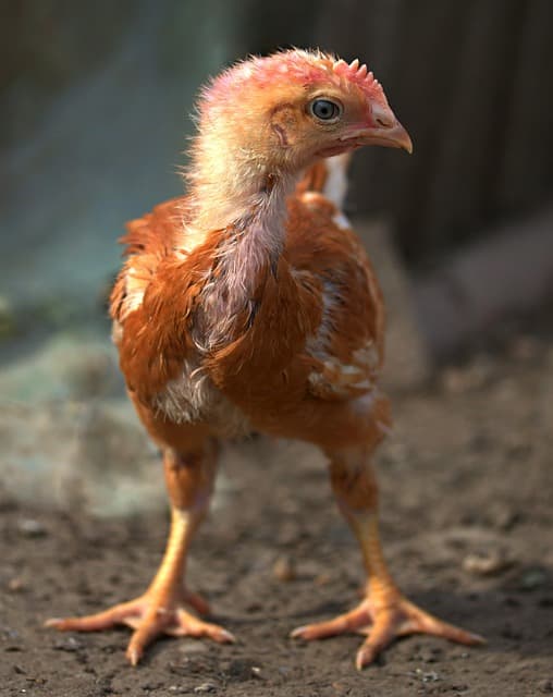 브로딩이란? 닭이 알을 품는 시기와 변화