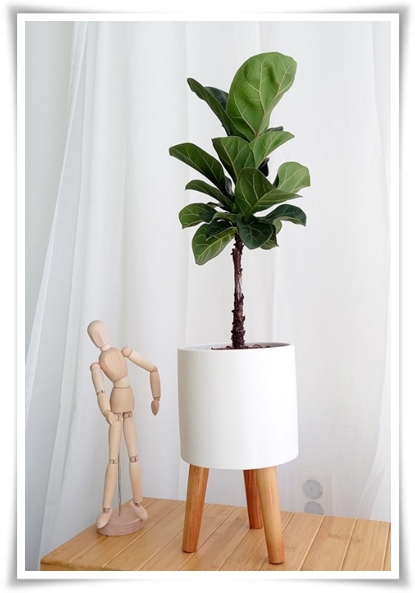 "고무나무 키우기" 실내 정원에 매력을 더하는 초록 친구!