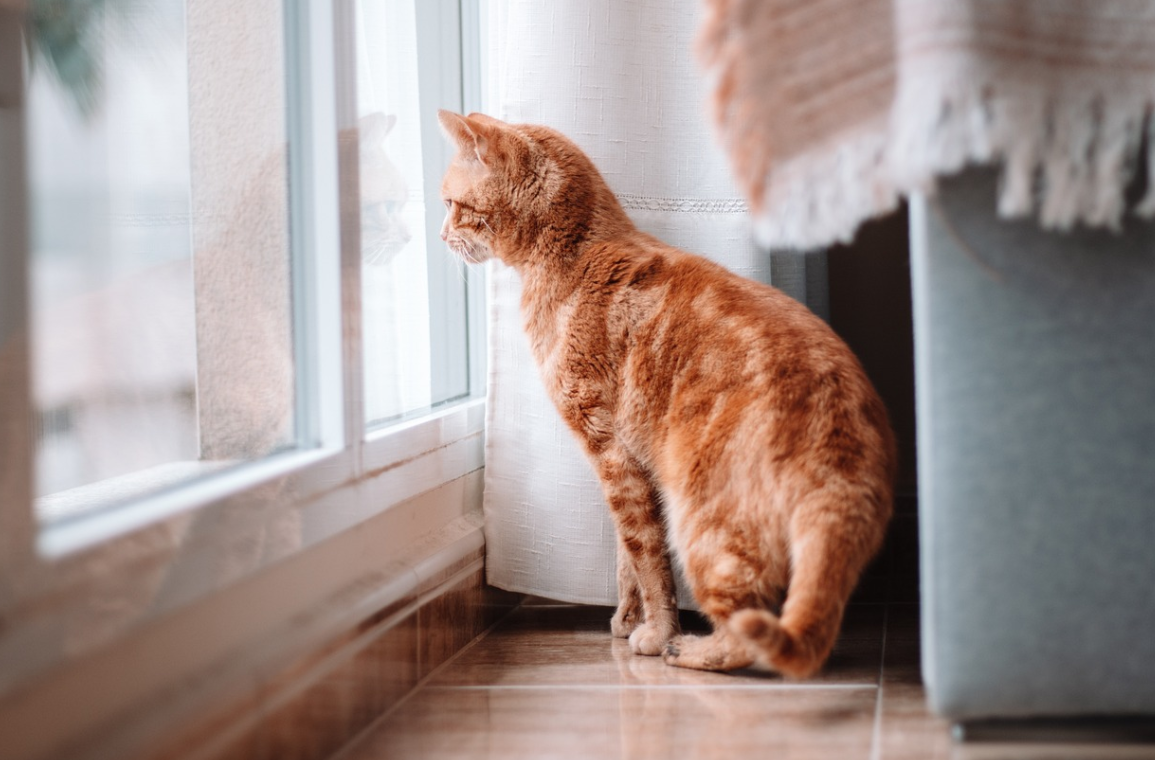 고양이 케어 관련 사진