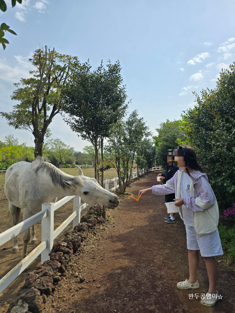 제주 길갈팜랜드 말에게 먹이주는 모습