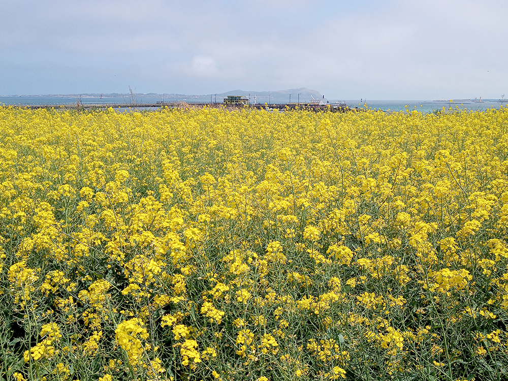올레길 1코스: 광치기해변에서 시흥리까지