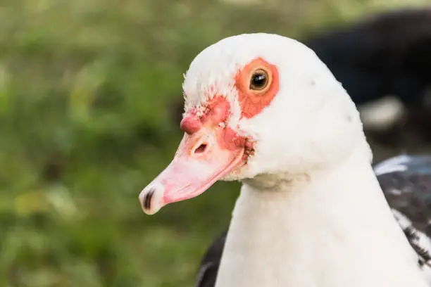 조류독감 인플루엔자 관련주 수혜주