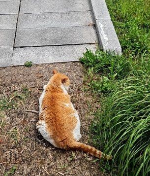 애완견유모차-반려견-강아지-고양이