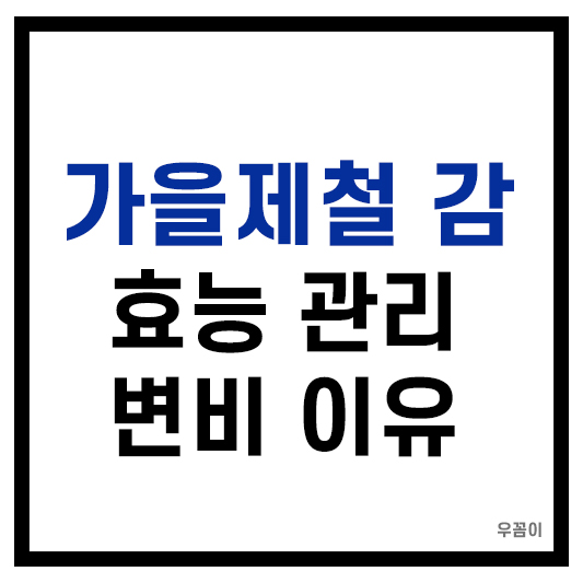가을제철 감 효능 관리