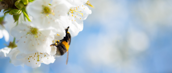 2025 진해 군항제 일정 및 벚꽃 축제