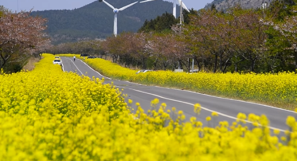 봄꽃 여행지