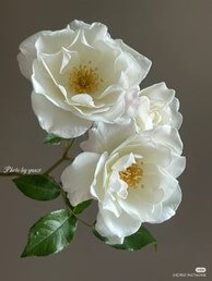 하얀 꽃 꿈 해몽풀이 [무료 꿈해몽]