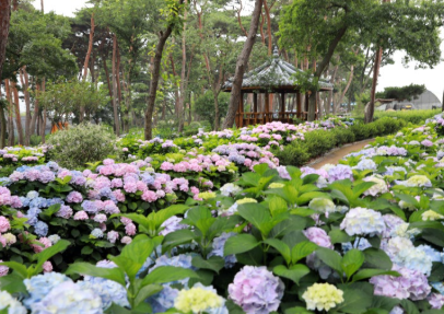 충청권 수국 명소 추천 7곳&amp;#44; 지금 안 가면 손해! 여름 꽃 여행지