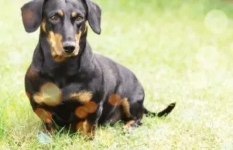 닥스훈트 순종 가격 성격 분양가격 장단점_11