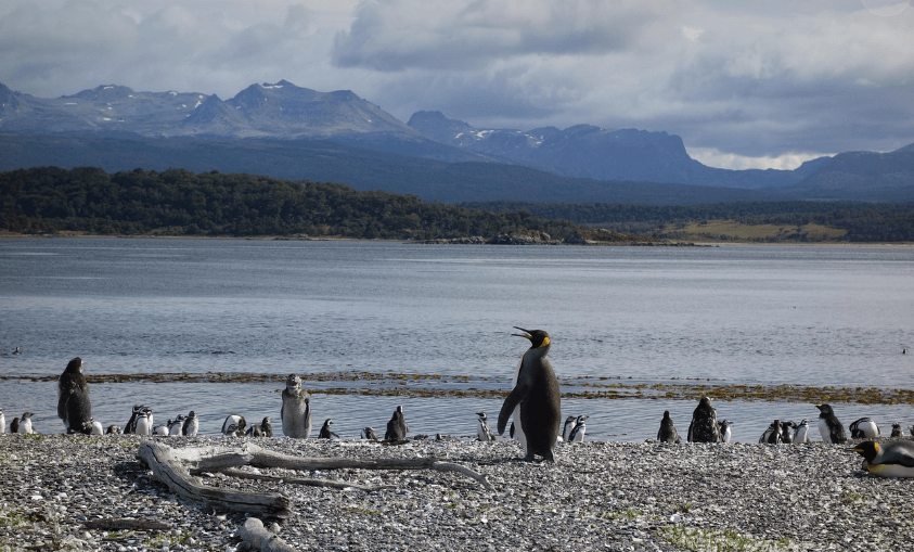 파타고니아 펭귄