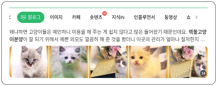 렉돌 고양이 분양_1_subsection