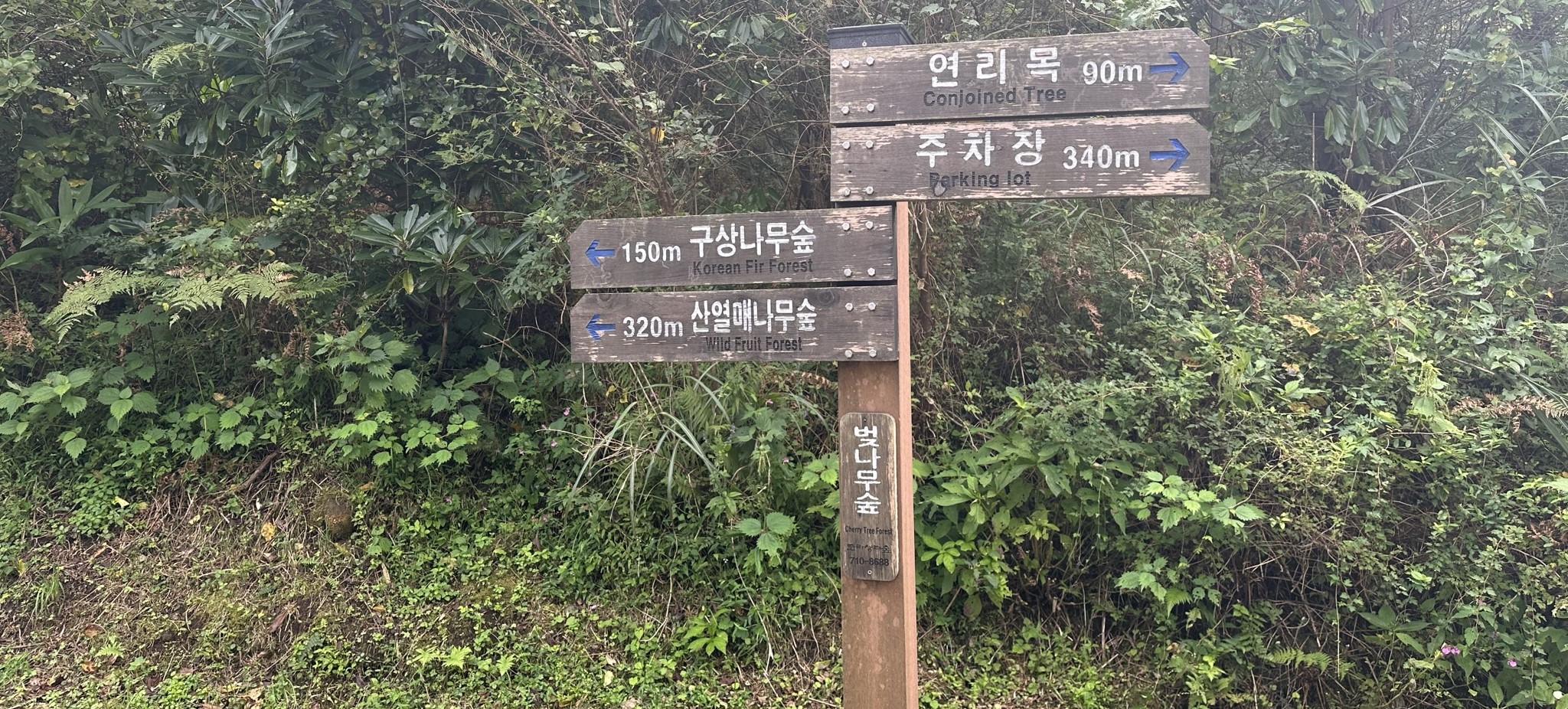한라생태숲 산책로