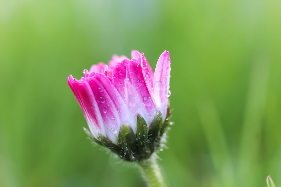 A close-up of a pink daisy bud with dew droplets, showcasing delicate petals in soft focus.