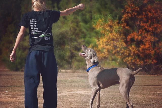 하우스 훈련, 강아지에게 안정감을 주는 공간 만들기