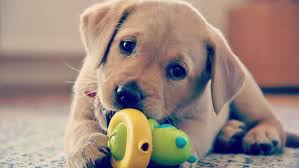 강아지가 장난감을 물어 뜯는 모습