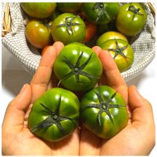 제 21회 대저 토마토 축제 기본일정과 프로그램 소개 (장민호 출연)