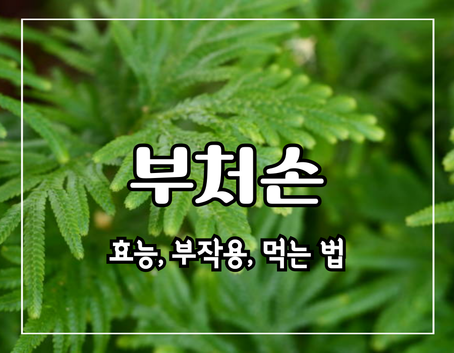 부처손 효능 및 부작용 및 먹는 법의 대표 이미지입니다.