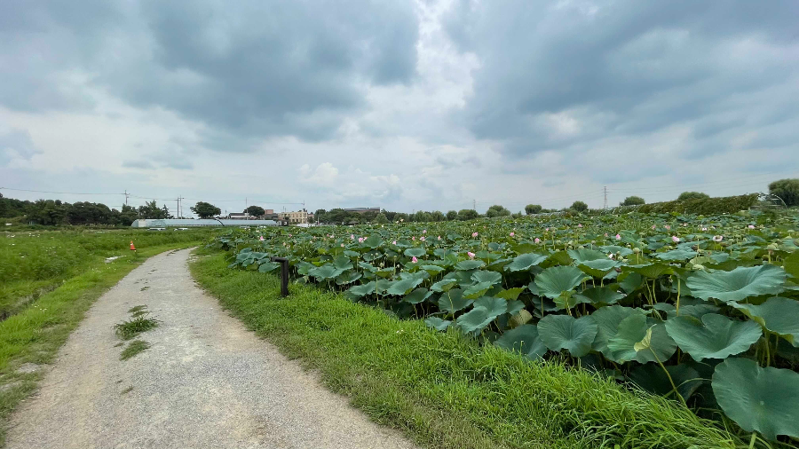 합덕제 수변공원