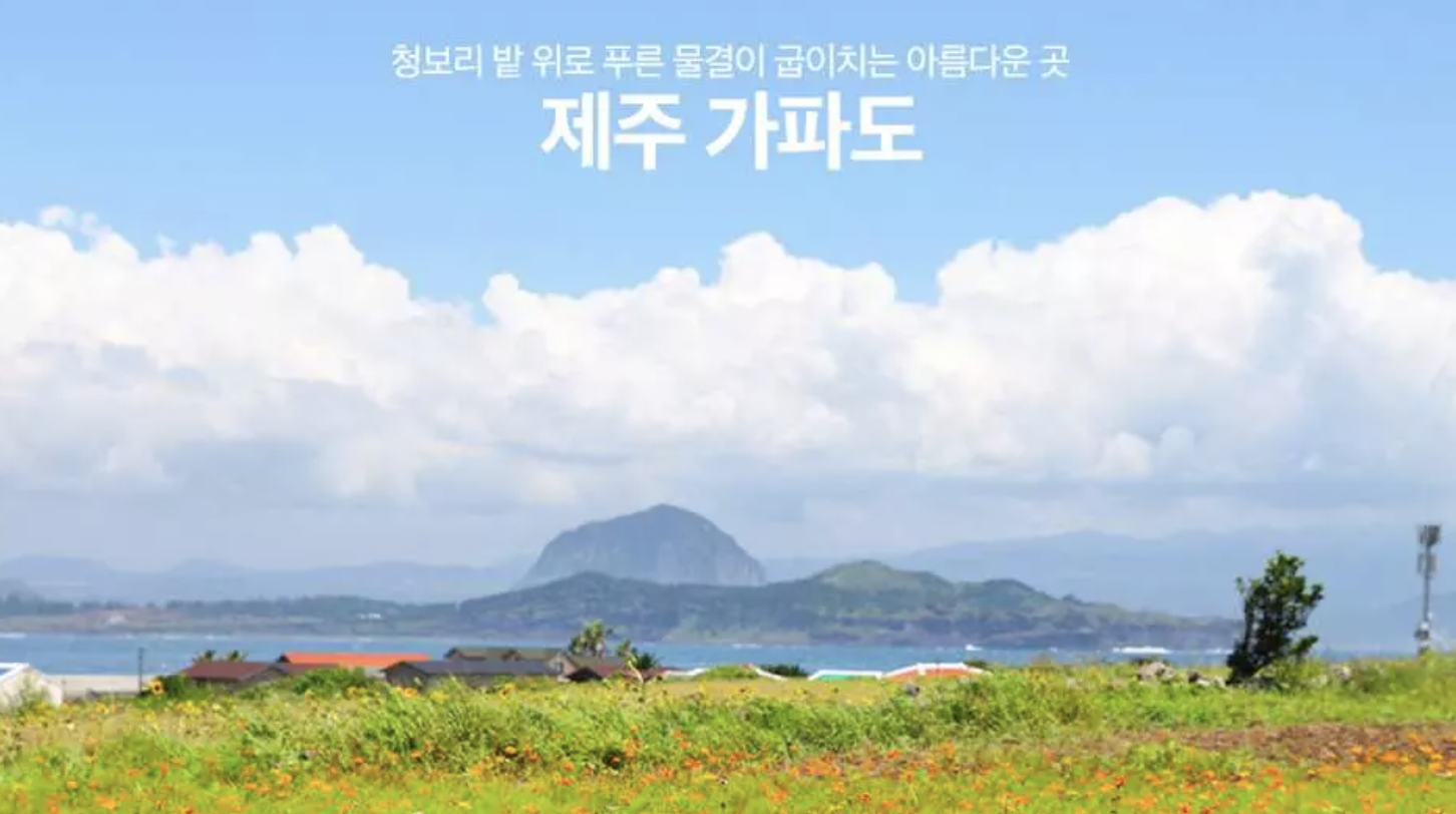 제주 유채꽃 명소 BEST 05 무료 입장 버스투어 추천