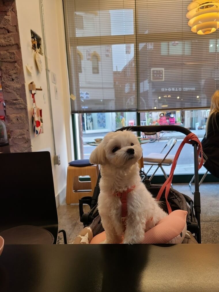 애견동반식당 마담마담 강아지가방