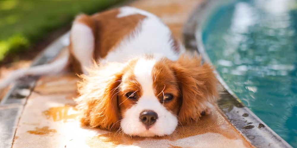 강아지 배변 훈련 방법 12