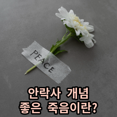 PEACE 국화 죽음 안락사