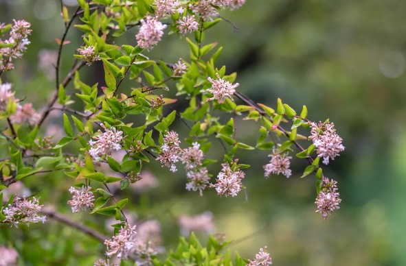 아벨리아(꽃댕강나무) 키우기 관리법 - 물주기, 햇빛, 온도, 습도, 흙(토양), 비료