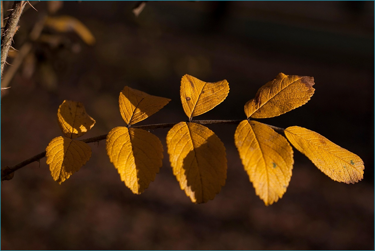생방송 투데이 빵